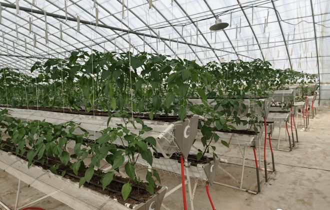 蔬菜栽培实用技术视频_蔬菜种植的视频_无土栽培蔬菜种植技术视频