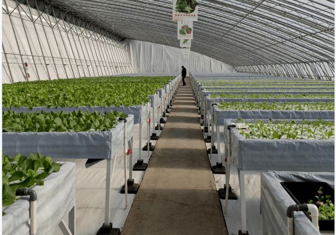 蔬菜栽培实用技术视频_蔬菜种植的视频_无土栽培蔬菜种植技术视频