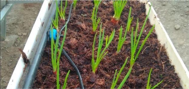无土栽培蔬菜种植技术视频_蔬菜种植的视频_蔬菜栽培技术全集视频教程