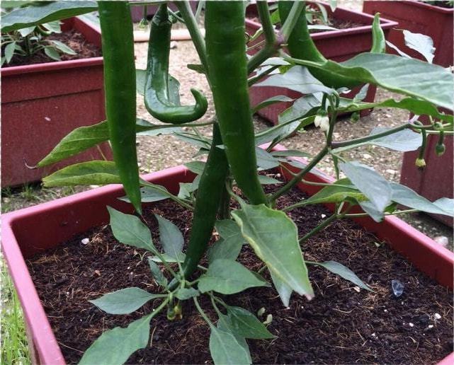 蔬菜种植的视频_无土栽培蔬菜种植技术视频_蔬菜栽培技术全集视频教程