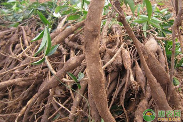 牛大力种植前景怎样？亩产效益如何？看看牛大力种植基地致富实例
