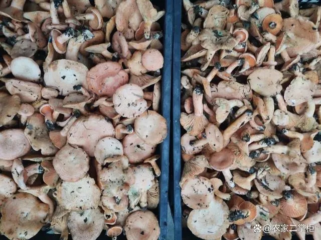 松树菌人工栽培技术，掌握这几个要点，产量高、品质优良
