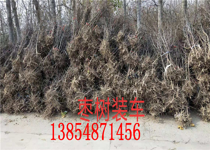 北方方可以种植梨树苗吗？3年梨树苗种植技术