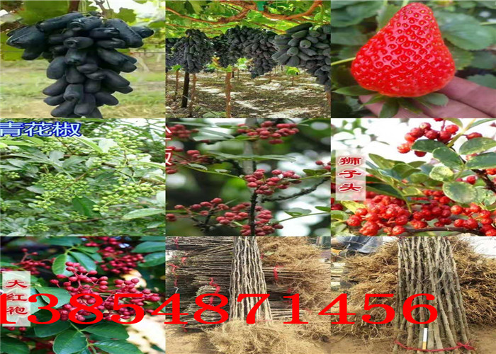 北方方可以种植梨树苗吗？3年梨树苗种植技术