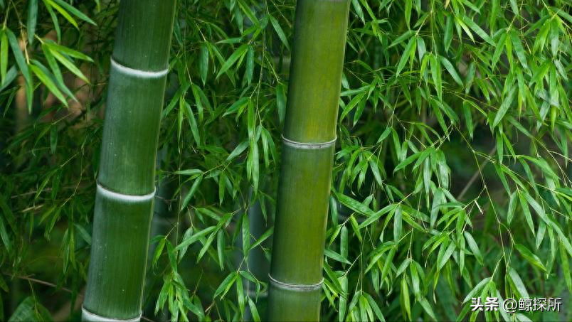 “竹子开花，马上搬家”，竹子开花难道真的是“大灾变”的前兆？