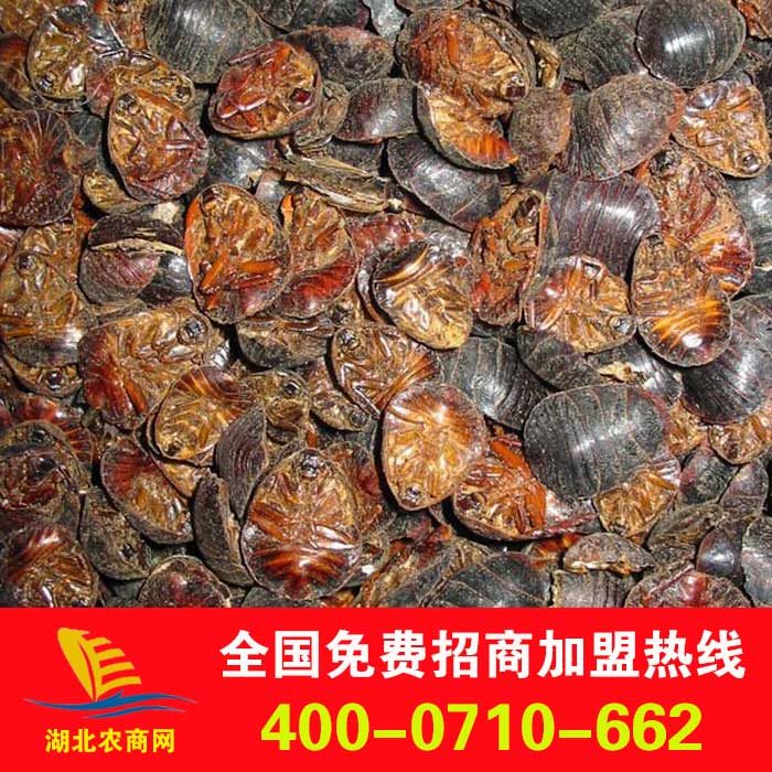 河南土元养殖技术_土元养殖前景_南阳土元养殖