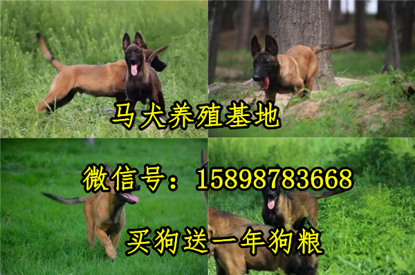 孟州养殖场_致富养殖项目_孟州养殖致富