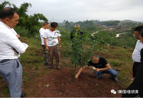 花椒种植致富带头人先进事迹_致富花椒种植美女视频_美女花椒种植致富