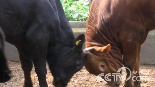 肉牛养殖创业_致富经肉牛养殖场的视频_致富经养殖肉牛
