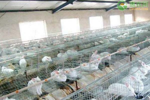獭兔的养殖前景如何？100只獭兔养殖利润分析