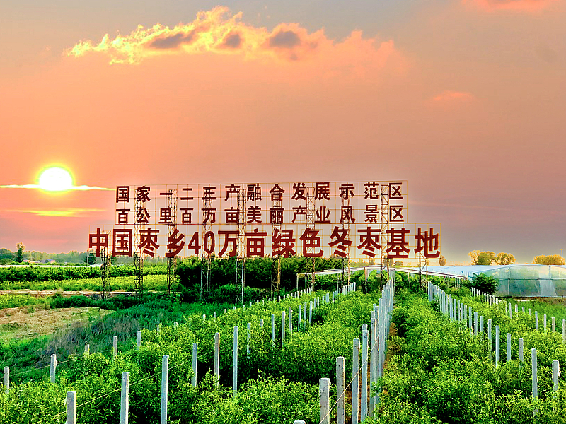 枣树东北种植技术_东北种植枣树技术与管理_东北种植枣树技术要求