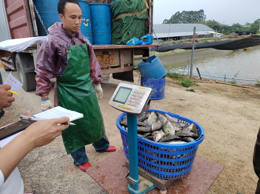 养鱼视频致富经_养殖视频致富经_养殖致富鱼视频