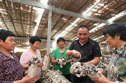 蒙城县王集乡：小小黑木耳 种出致富路.jpg