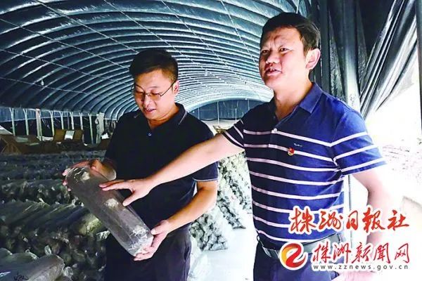 攸县80后公司老总回乡种黑木耳 他的致富点子来自“学习强国”