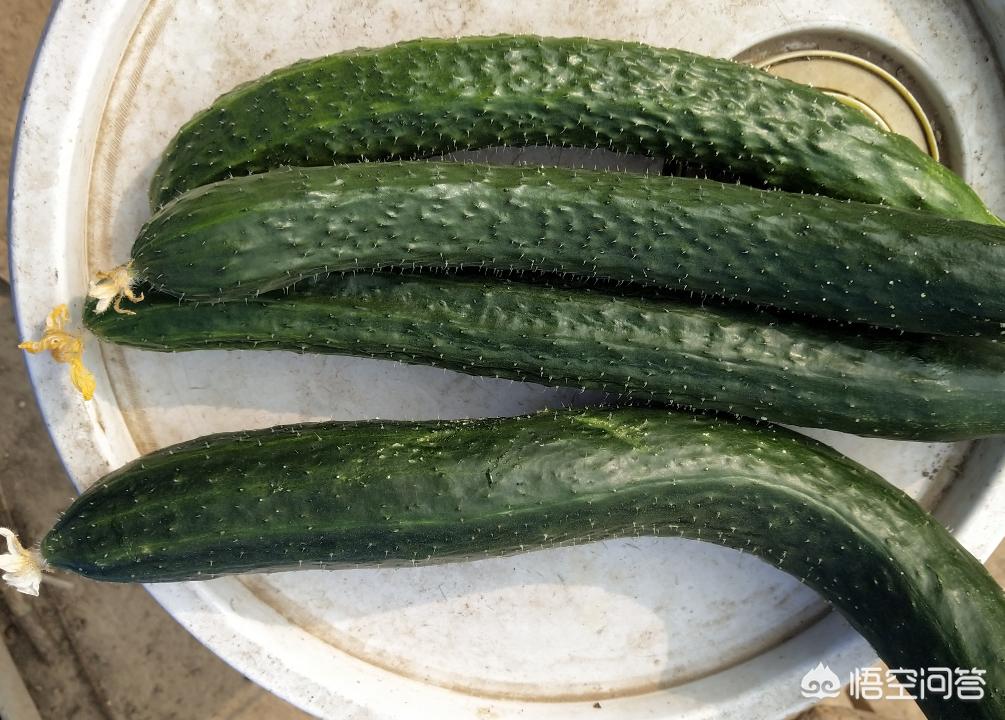 秋冬大棚黄瓜种植技术_黄瓜秋冬大棚种植技术视频_黄瓜秋季大棚种植技术