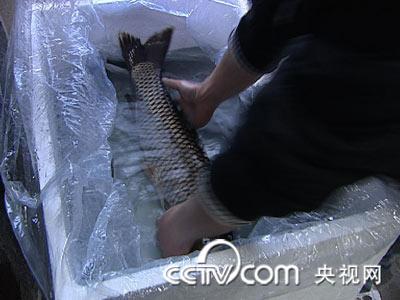 蚕豆养草鱼:吃蚕豆的鱼带来与众不同的财富(2009.12.25)
