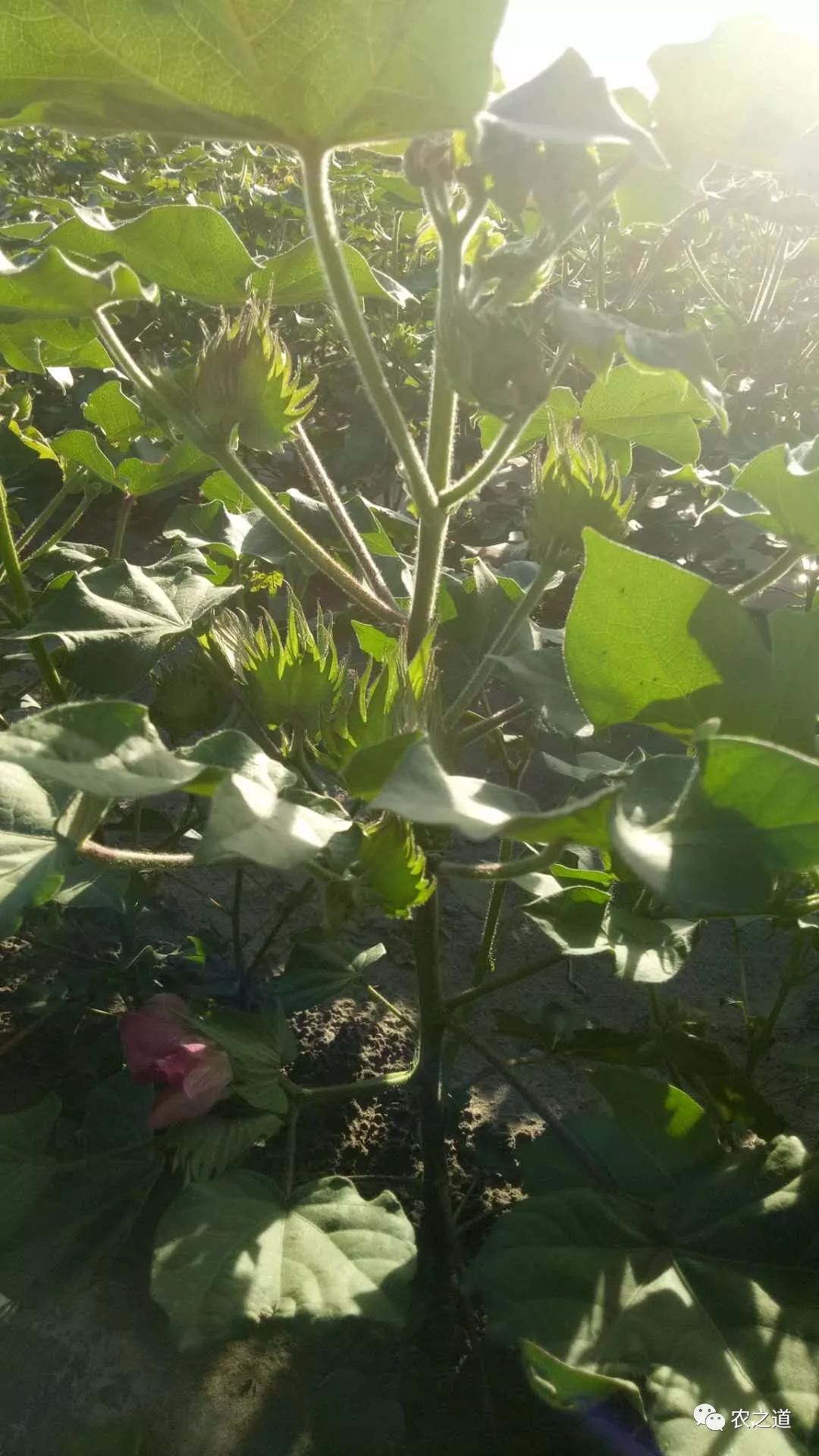棉花种植方案_新型棉花的种植技术_棉花新型种植技术视频