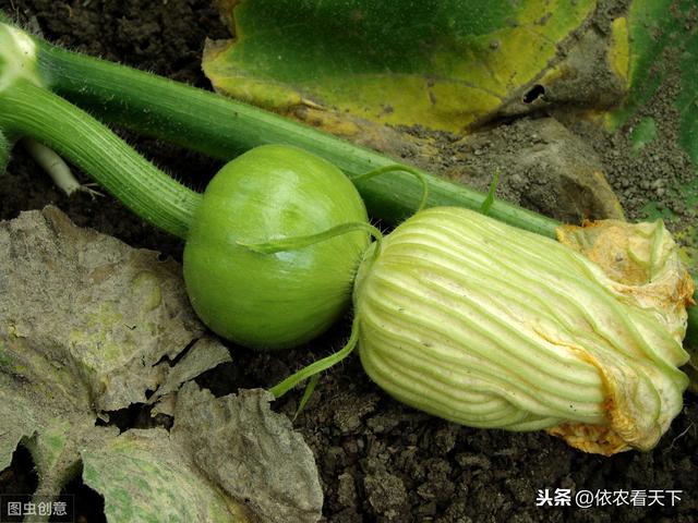 南瓜花叶黄化植株矮小，施肥、打药没效果，那很可能是得了病毒病