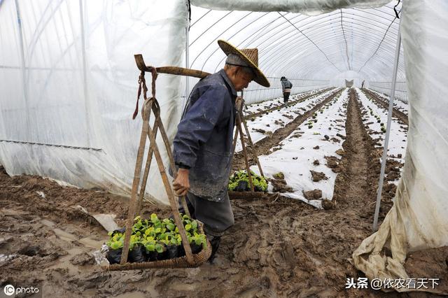 南瓜花叶黄化植株矮小，施肥、打药没效果，那很可能是得了病毒病