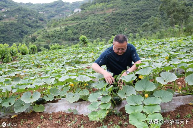 南瓜花叶黄化植株矮小，施肥、打药没效果，那很可能是得了病毒病