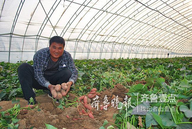 山东曹县：“地瓜哥”返乡创业，培育出红薯新品种