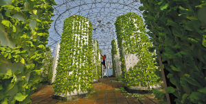 种植生菜技术小结怎么写_小生菜种植技术_种植生菜小知识