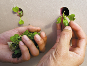 种植生菜技术小结怎么写_种植生菜小知识_小生菜种植技术