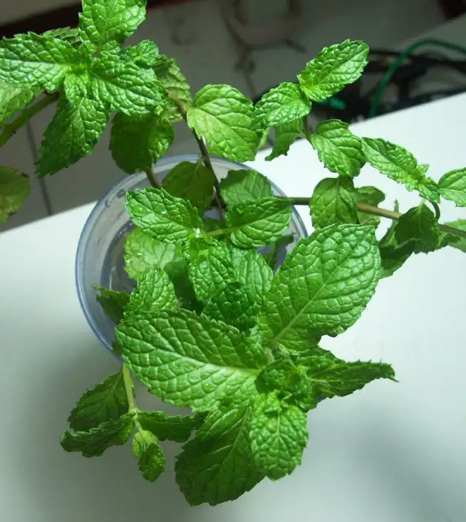 种植盆栽柠檬致富_柠檬家庭种植_致富柠檬盆栽种植视频