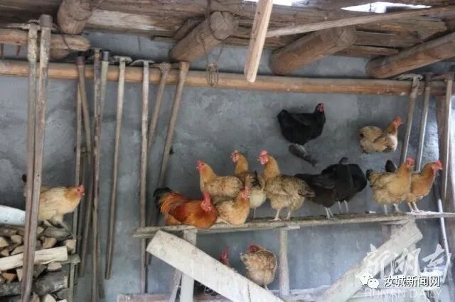 致富山地养殖猪视频大全_山地养猪场_山地猪养殖致富