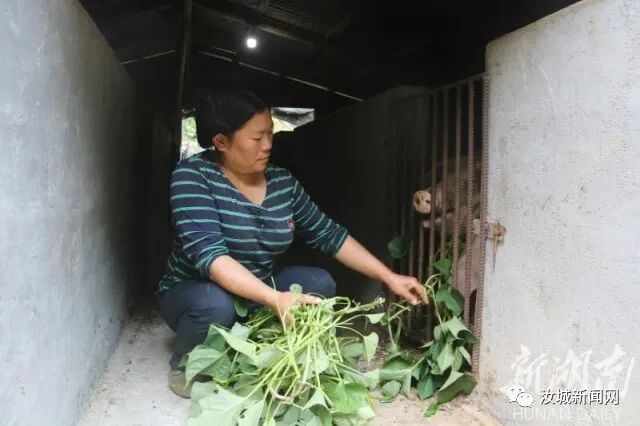 致富山地养殖猪视频大全_山地养猪场_山地猪养殖致富