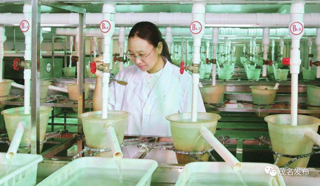 致富的罗非鱼养殖_致富养殖罗非鱼怎么样_致富养殖罗非鱼视频