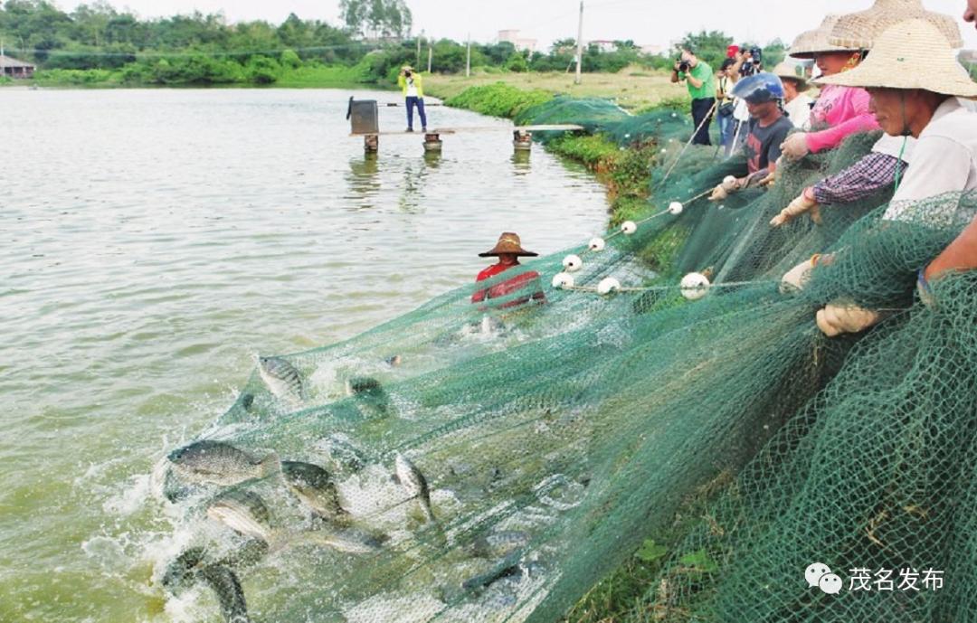 致富的罗非鱼养殖_致富养殖罗非鱼视频_致富养殖罗非鱼怎么样