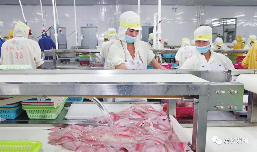 致富养殖罗非鱼怎么样_致富养殖罗非鱼视频_致富的罗非鱼养殖