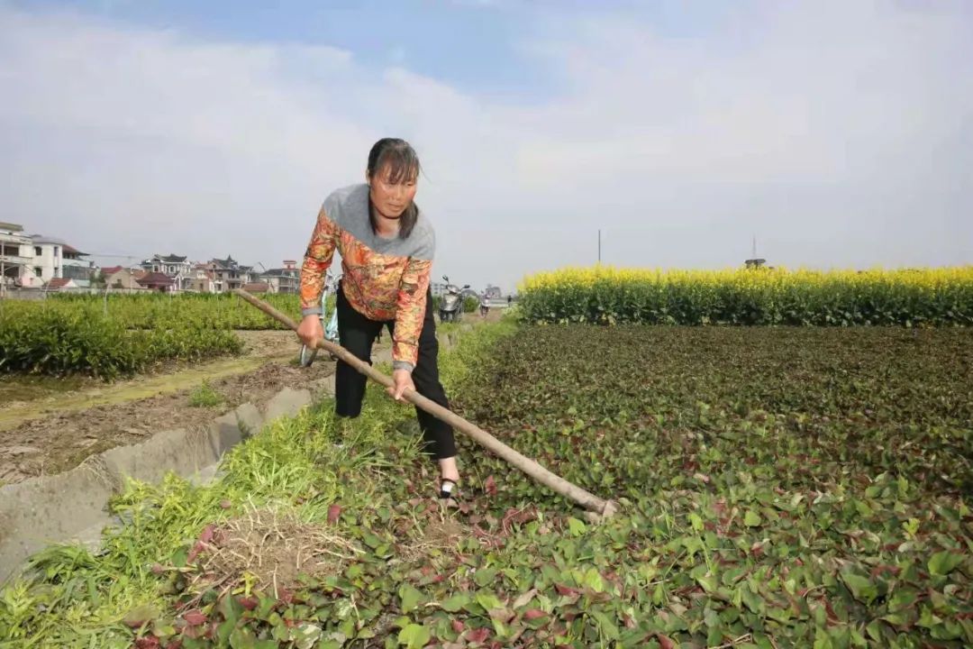 致富经关于种鱼腥草_种植鱼腥草_种植鱼腥草前景如何