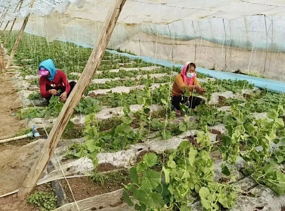 东北种植香瓜露地技术规程_东北陆地香瓜种植_东北露地香瓜种植技术