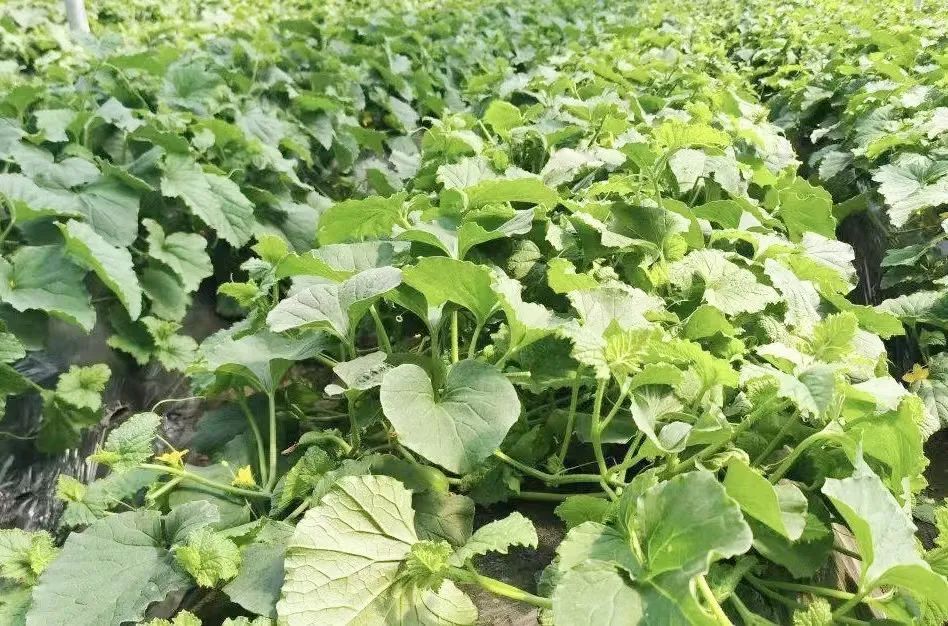 东北露地香瓜种植技术_东北种植香瓜露地技术规程_东北陆地香瓜种植