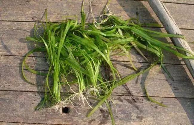 养虾水草种植技术_养虾水草_虾田水草怎么种植