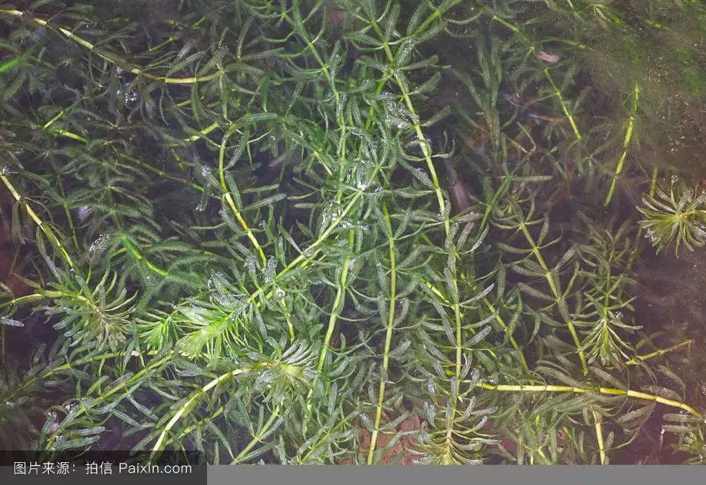 虾田水草怎么种植_养虾水草种植技术_养虾水草