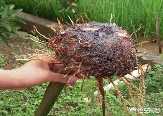 致富种植魔芋怎么样_致富种植魔芋图片_魔芋种植致富吗