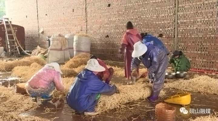 种植鱼腥草前景如何_致富经关于种鱼腥草_种植鱼腥草