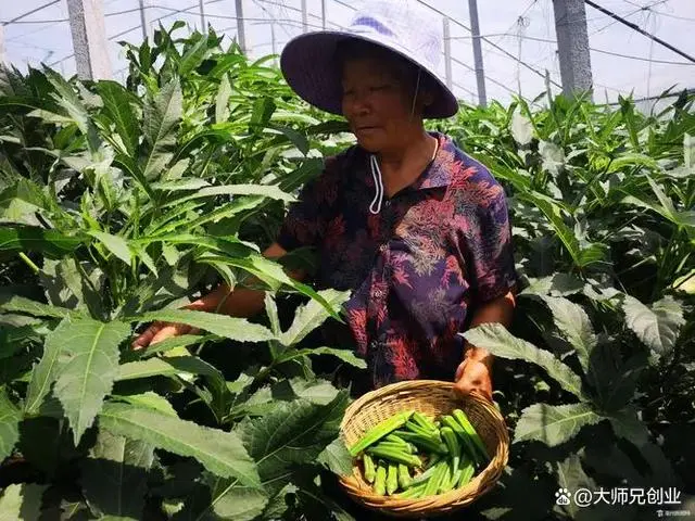 隐藏在农村的暴利种植项目，成本2000元，一亩毛利润3万元