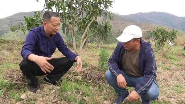 农村致富经中药材种植_致富种植草药图片_致富经草药种植