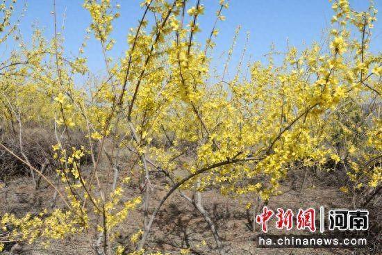禹州市磨街乡：“穷沟”开满“致富花”