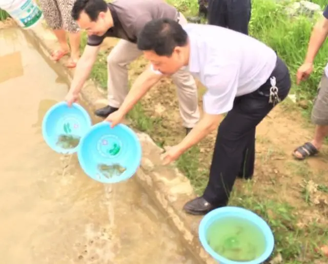罗非鱼养殖效益_致富的罗非鱼养殖_致富养殖罗非鱼视频