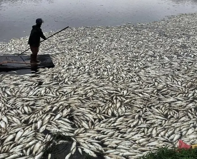 致富的罗非鱼养殖_罗非鱼养殖效益_致富养殖罗非鱼视频