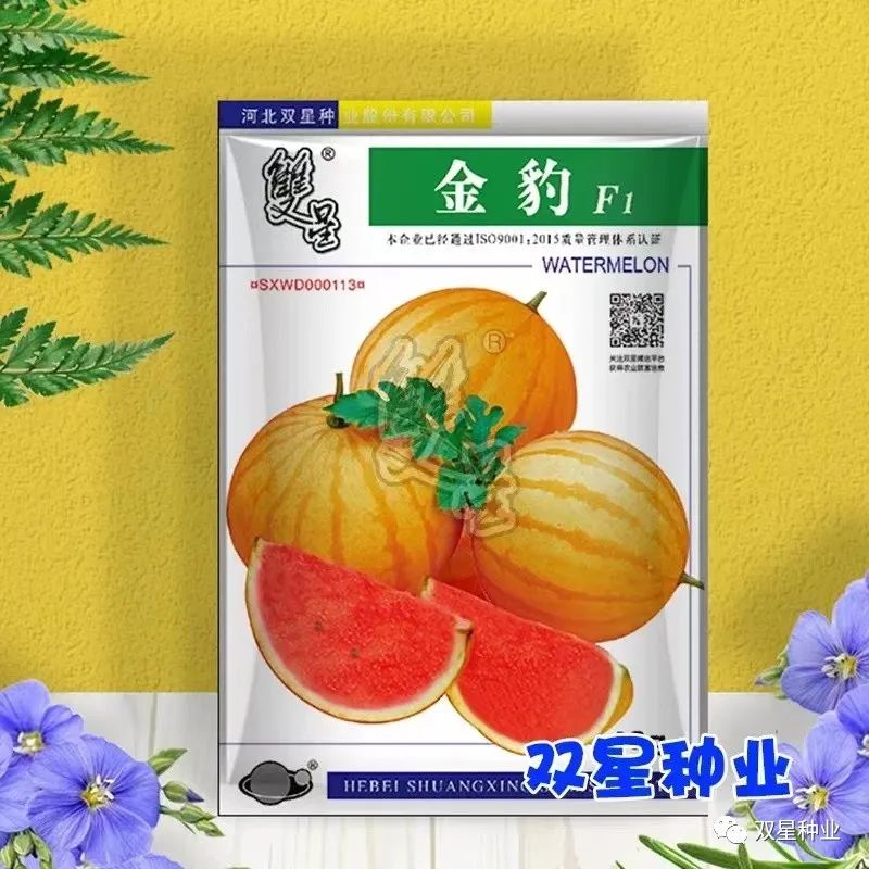 西瓜地膜覆盖栽培技术_地膜西瓜种植技术_西瓜种植地膜技术视频