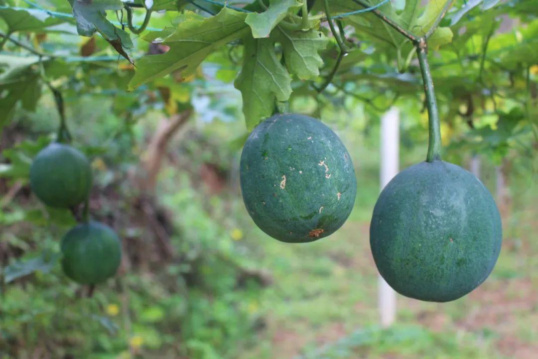 农村致富经中药材种植_致富种植草药有哪些_致富经草药种植