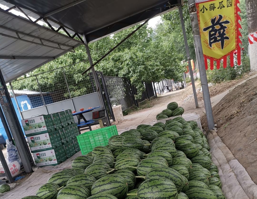 地膜西瓜种植技术_西瓜地膜覆盖栽培技术_西瓜种植地膜技术与管理