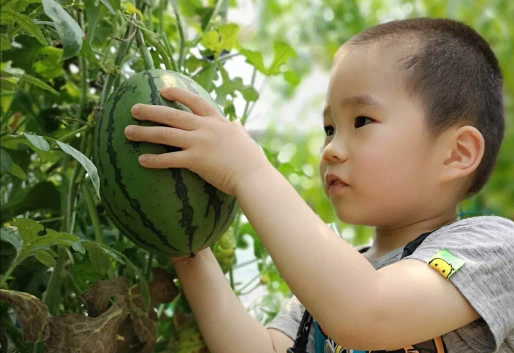 地膜西瓜种植技术_西瓜地膜覆盖栽培技术_西瓜种植地膜技术与管理