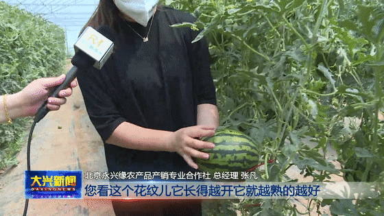 地膜西瓜种植技术_西瓜地膜覆盖栽培技术_西瓜种植地膜技术与管理
